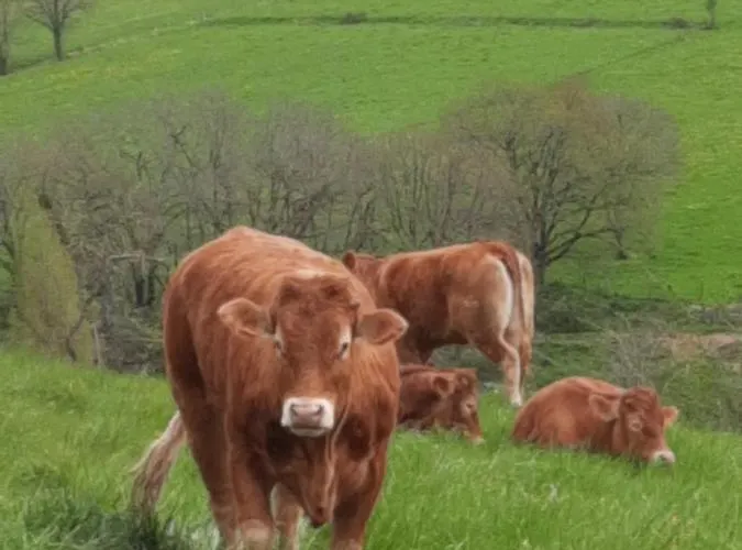 Les Coteaux De Planeze, Ideal Deplacement Pro 民宿 *